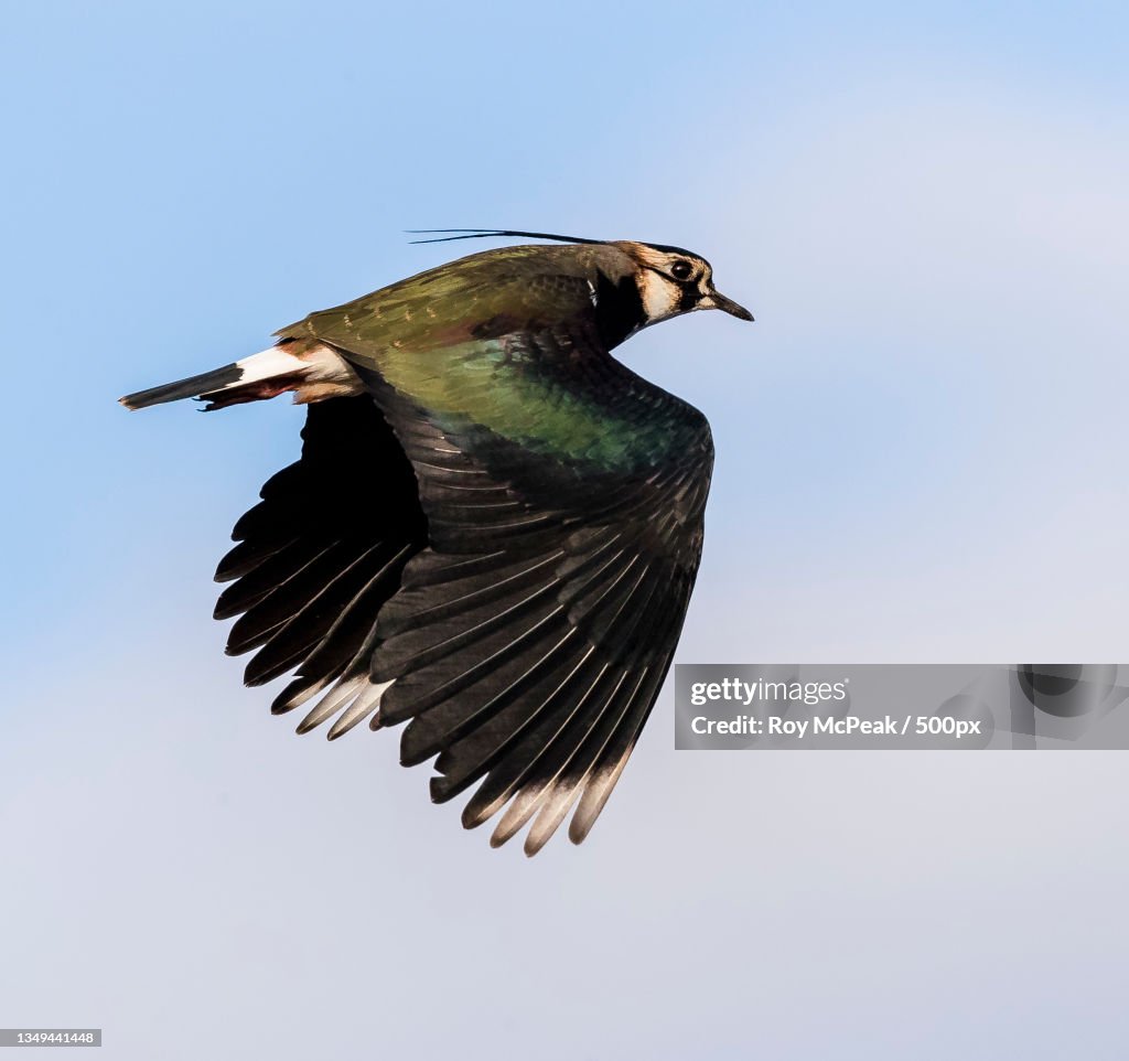 Low angle view of pigeon flying against clear sky