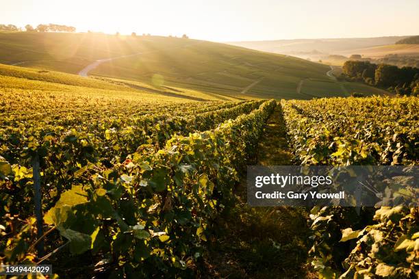 vineyards in champagne region of france - winery landscape stock pictures, royalty-free photos & images