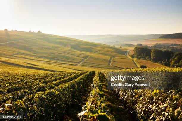 vineyards in champagne region of france - wijngaard stockfoto's en -beelden