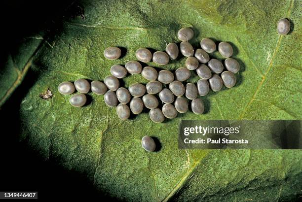 bombyx mori (domestic silk moth) - eggs about to hatch on mulberry leaf - mulberry stock pictures, royalty-free photos & images