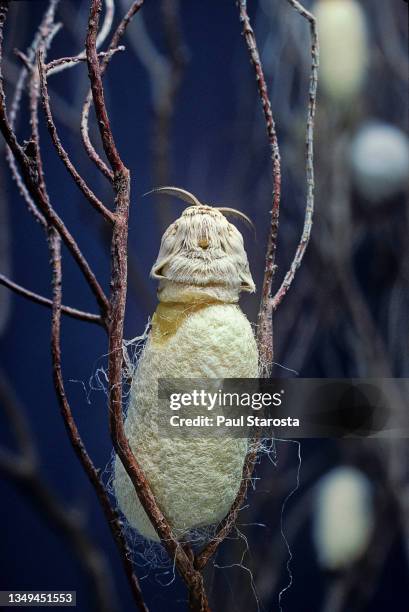 bombyx mori (domestic silk moth) - emerging - silk moth stock pictures, royalty-free photos & images