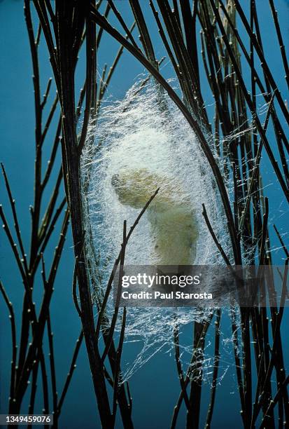 bombyx mori (domestic silk mothr) - larva or silkworm spinning cocoon - silk moth stock pictures, royalty-free photos & images