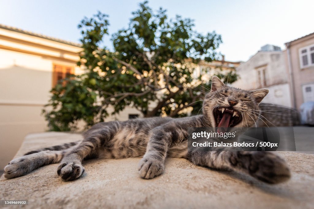 Close-up of cat yawning while lying on road