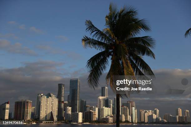Palm tree frames the city skyline on October 27, 2021 in Miami, Florida. Some cities in Florida are encouraging the planting of canopy trees,...