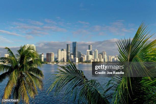 Aerial view of palm trees framing the city skyline on October 27, 2021 in Miami, Florida. Some cities in Florida are encouraging the planting of...
