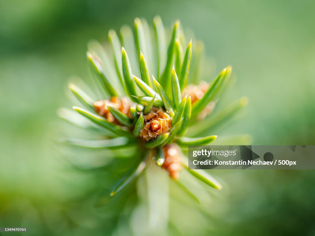Close-up of flower bud