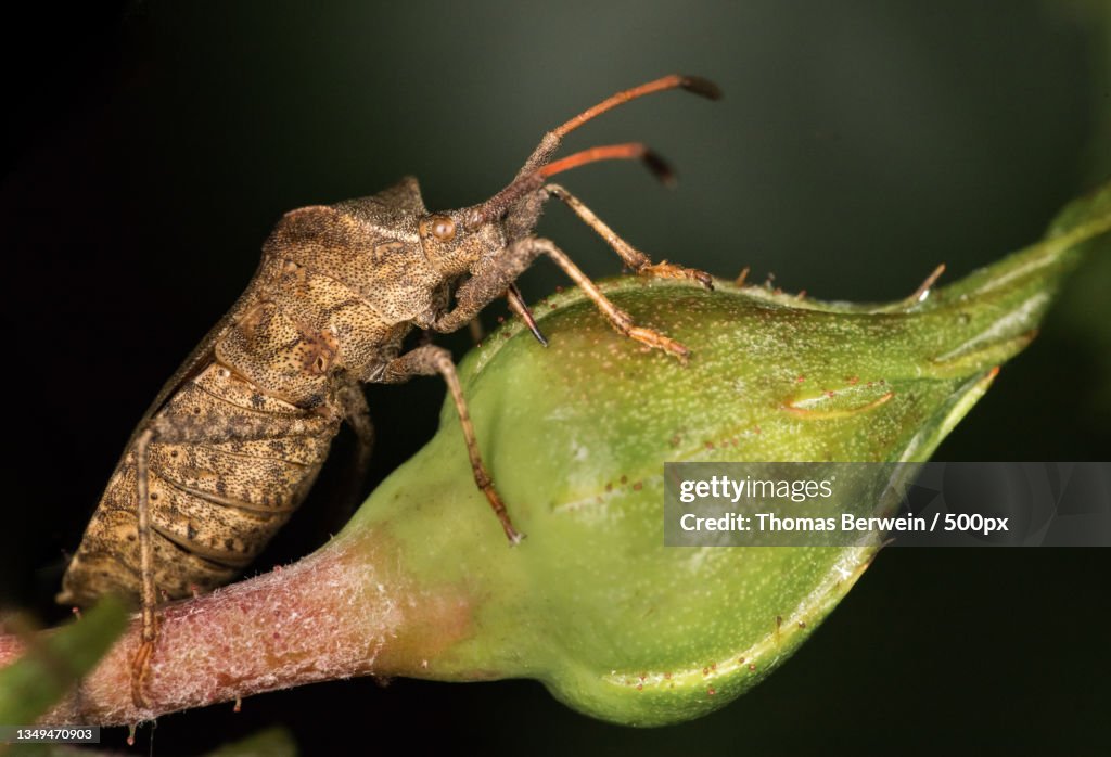 Close-up of insect on leaf
