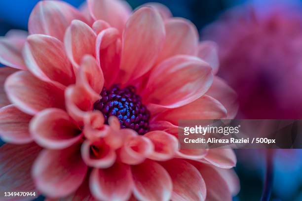 close-up of pink dahlia,vienna,austria - capolino foto e immagini stock