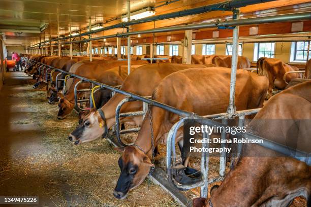 7,961 Animal Husbandry Photos and Premium High Res Pictures - Getty Images 7,961 Animal Husbandry Photos and Premium High Res Pictures - Getty Images