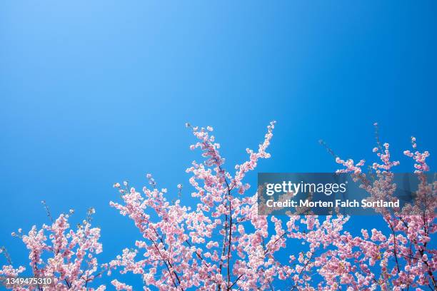 cherry blossoms in early summer - may month stock pictures, royalty-free photos & images