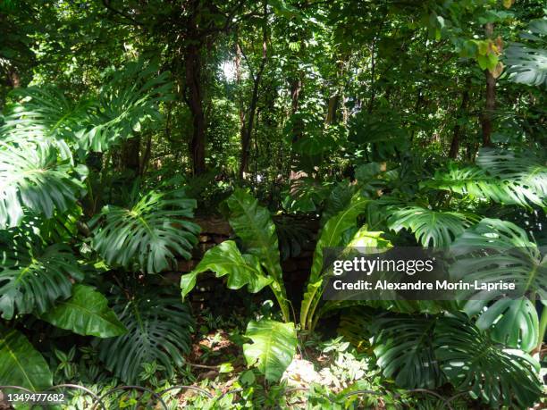 swiss cheese plant in the garden with other trees and plants - monstera stockfoto's en -beelden