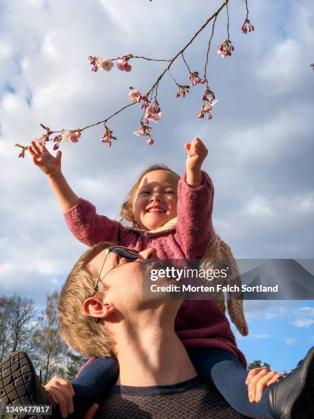 father and child enjoying the cherry blossom trees - blossom trees stock pictures, royalty-free photos & images