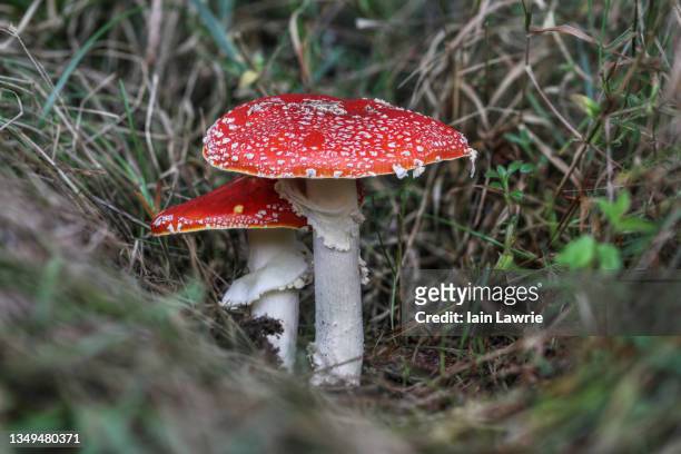 fly agaric mushroom - giftsvamp bildbanksfoton och bilder
