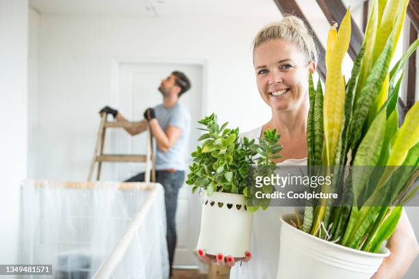 young couple painting a wall. - carrying pot plant stock pictures, royalty-free photos & images