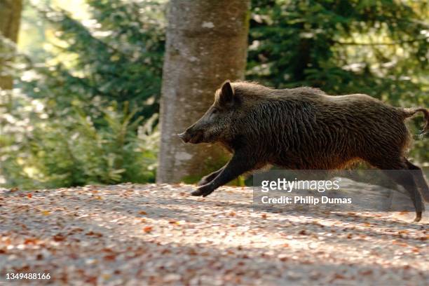 wild boar (sus scrofa) bounding - wildschwein stock-fotos und bilder