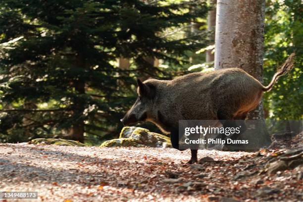 big boar (sus scrofa) - boar tusk stock pictures, royalty-free photos & images