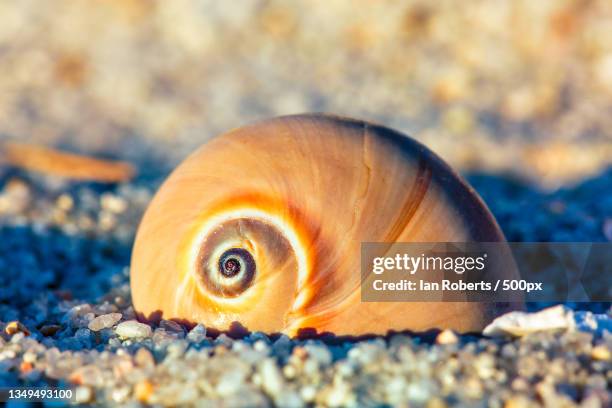 close-up of seashell on sand at beach - fibonacci shell stock pictures, royalty-free photos & images