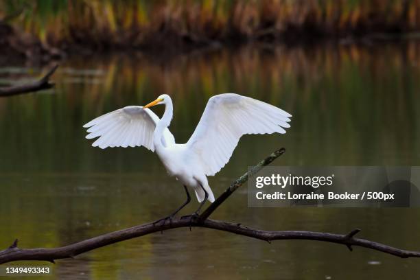 side view of egret perching on branch,hamilton,ontario,canada - egret stock-fotos und bilder