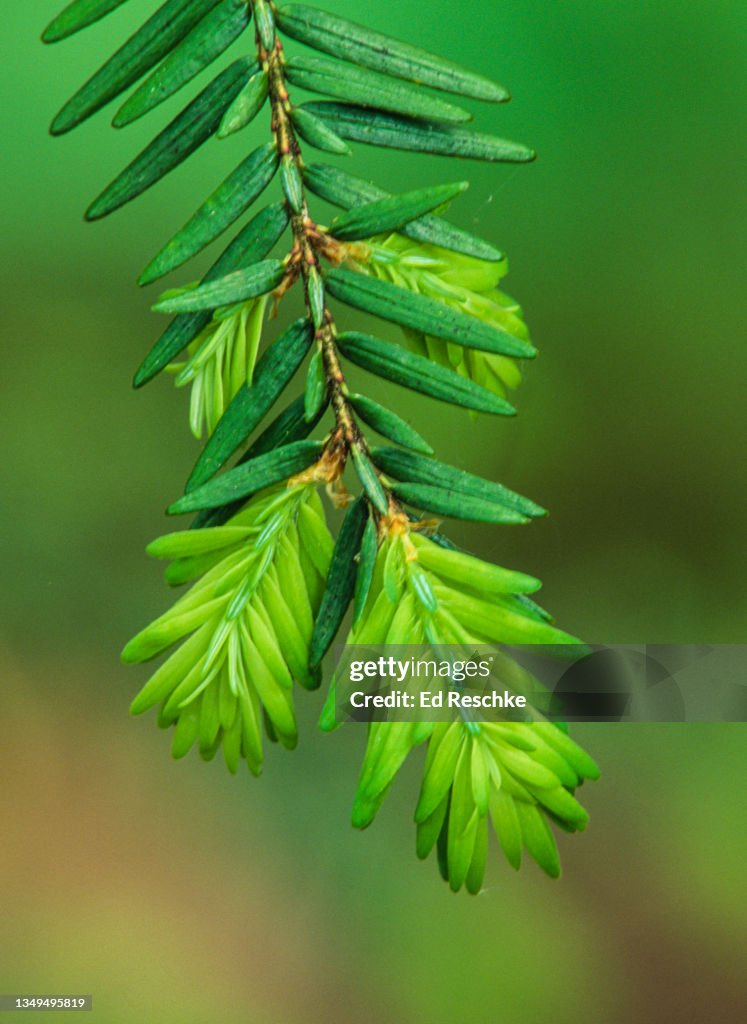 EASTERN HEMLOCK (Tsuga canadensis) NEW GROWTH