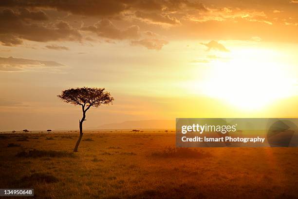 sunrise in savannah - savane photos et images de collection