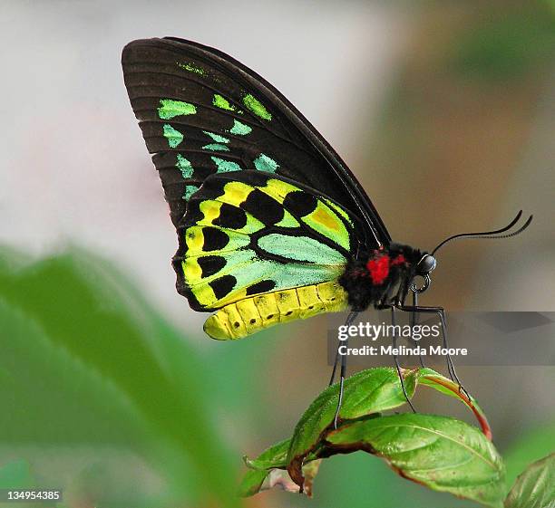 56 Ornithoptera Euphorion Stock Photos, High-Res Pictures, and