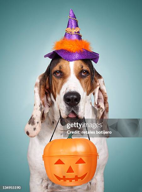funny spanish houn dog - halloween dog stock pictures, royalty-free photos & images