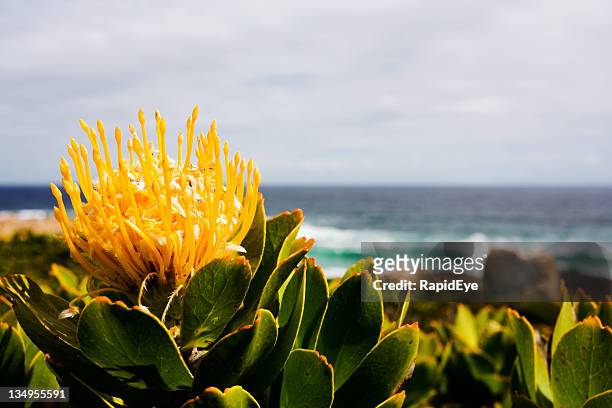 pincushion protea - protea stock pictures, royalty-free photos & images