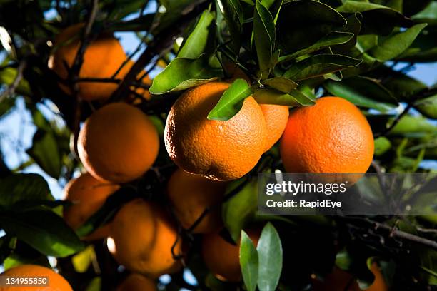 amargas en el árbol - orange orchard fotografías e imágenes de stock