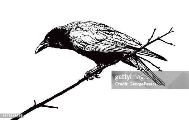 crow perching on branch - dead raven stock illustrations