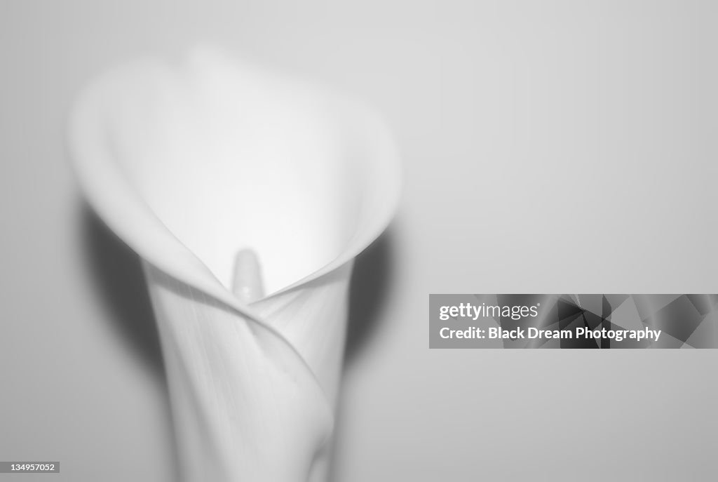 White canna lily