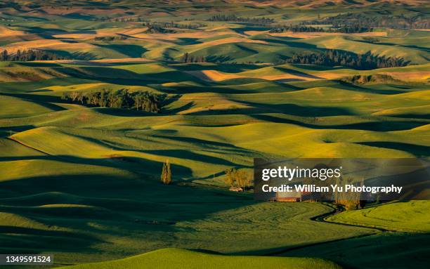 morning sunlight shining on the rolling hills of palouse - palouse imagens e fotografias de stock