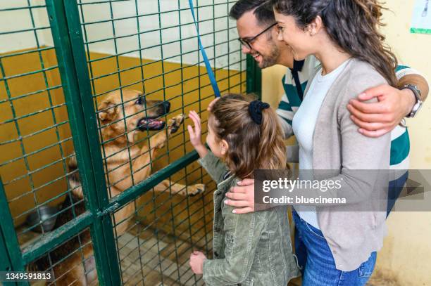 la famille fait la connaissance des chiens dans un refuge pour animaux - un seul animal photos et images de collection