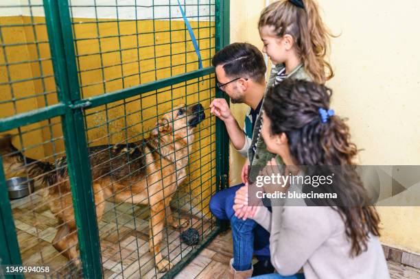 famiglia che conosce i cani nel rifugio per animali - adoption foto e immagini stock