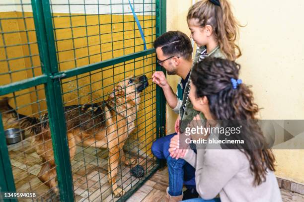 family getting to know dogs in animal shelter - adoption stock pictures, royalty-free photos & images