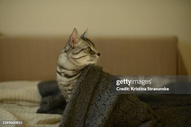 cat sitting on a bed under a knitted blanket - cat hiding under bed stock pictures, royalty-free photos & images