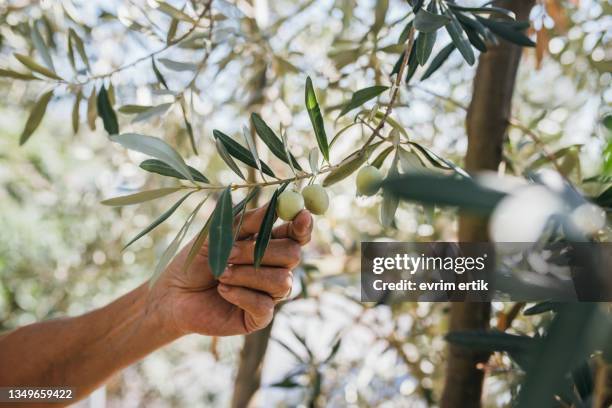 raccolta di olive biologiche fresche dall'albero - olive tree foto e immagini stock