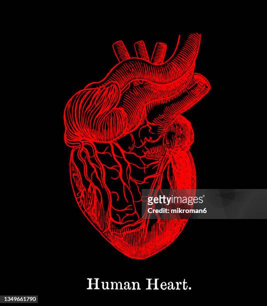 old engraved illustration of anatomy of human heart - cardíaco fotografías e imágenes de stock