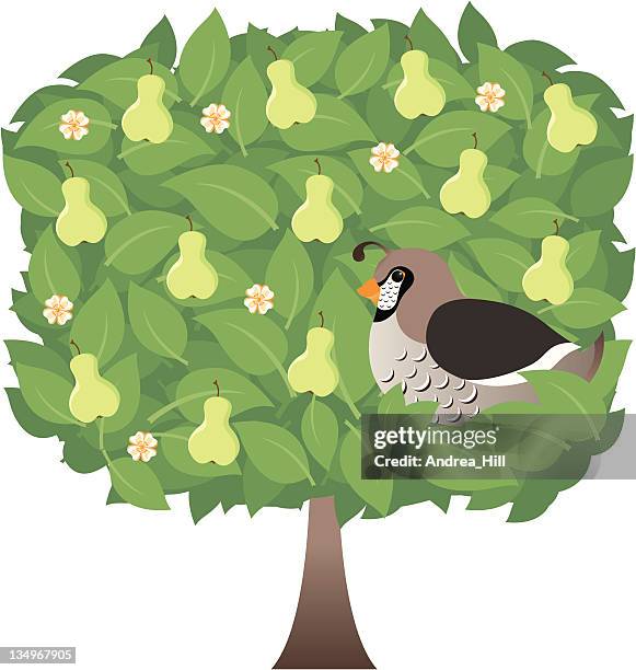 partridge in a pear tree - quail bird stock illustrations