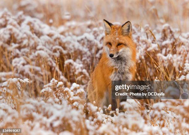 red fox in snow field - fox bildbanksfoton och bilder