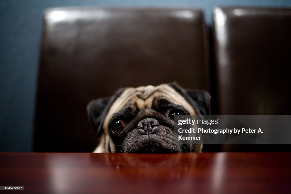 Pug stares plaintively while resting chin on table