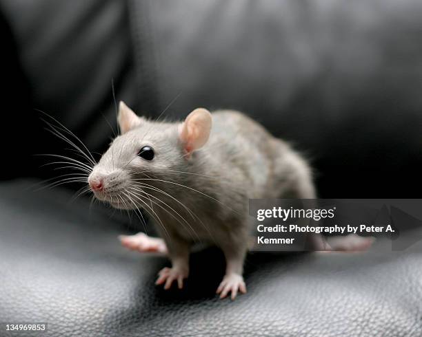fancy rat perches on seat of black leather chair - rats stock pictures, royalty-free photos & images