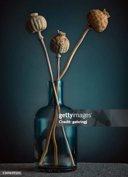 dried garden poppy in a bottle, floral still life concept - 靜物 個照片及圖片檔