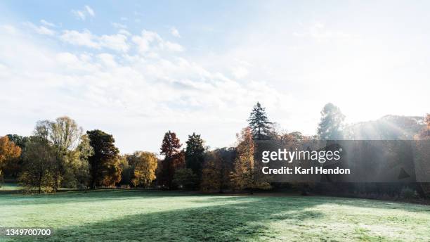 sunrise at hampstead heath - stock photo - treelined stock pictures, royalty-free photos & images