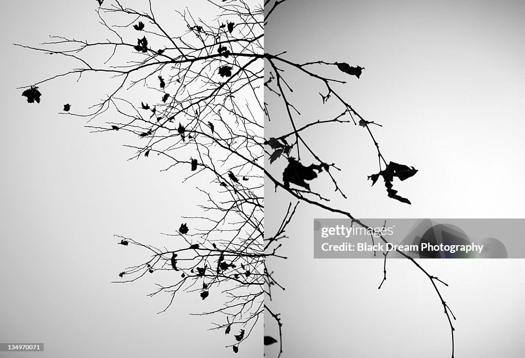 Bare tree against white wall