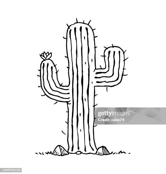 ilustraciones, imágenes clip art, dibujos animados e iconos de stock de ilustración de boceto de cactus - cacto