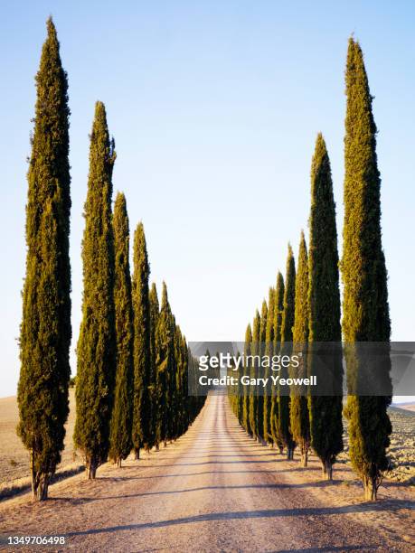 road lined with cypress trees leading to the distance - italian cypress - fotografias e filmes do acervo