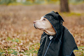 Preparing for Halloween. Costumes for dogs. Labrador retriever sits in an autumn park in a bat costume.