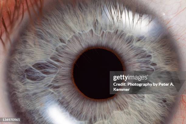 extreme close-up of bright blue eye and iris - globo ocular imagens e fotografias de stock