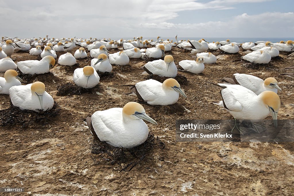 Gannet colony