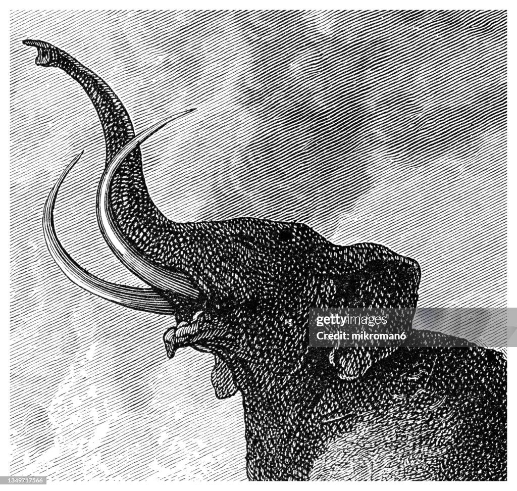 Old engraved illustration of Prehistoric long-haired Elephant (Mammoth)